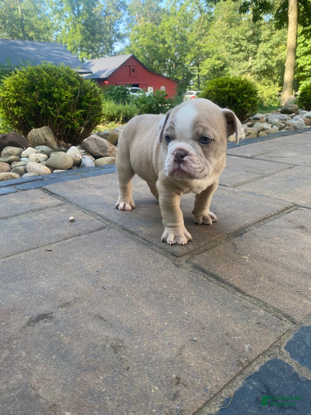 English Bulldog dogs for sale: Champ - Image 10