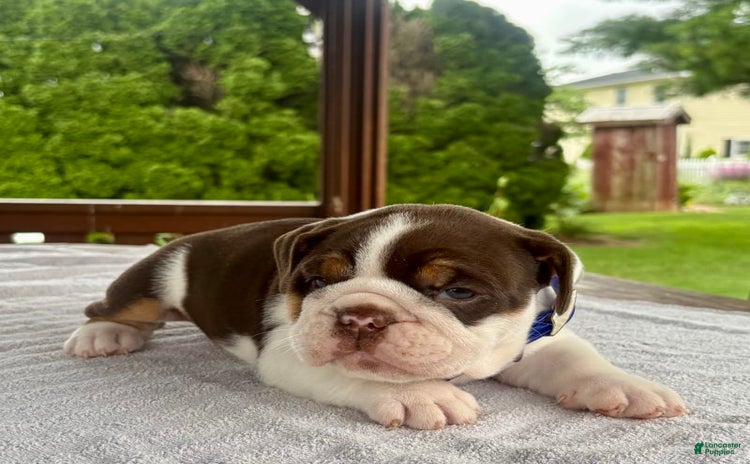 English Bulldog dogs for sale - Ad 3