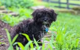 Yorkiepoo dogs for sale: Moses - Image 15