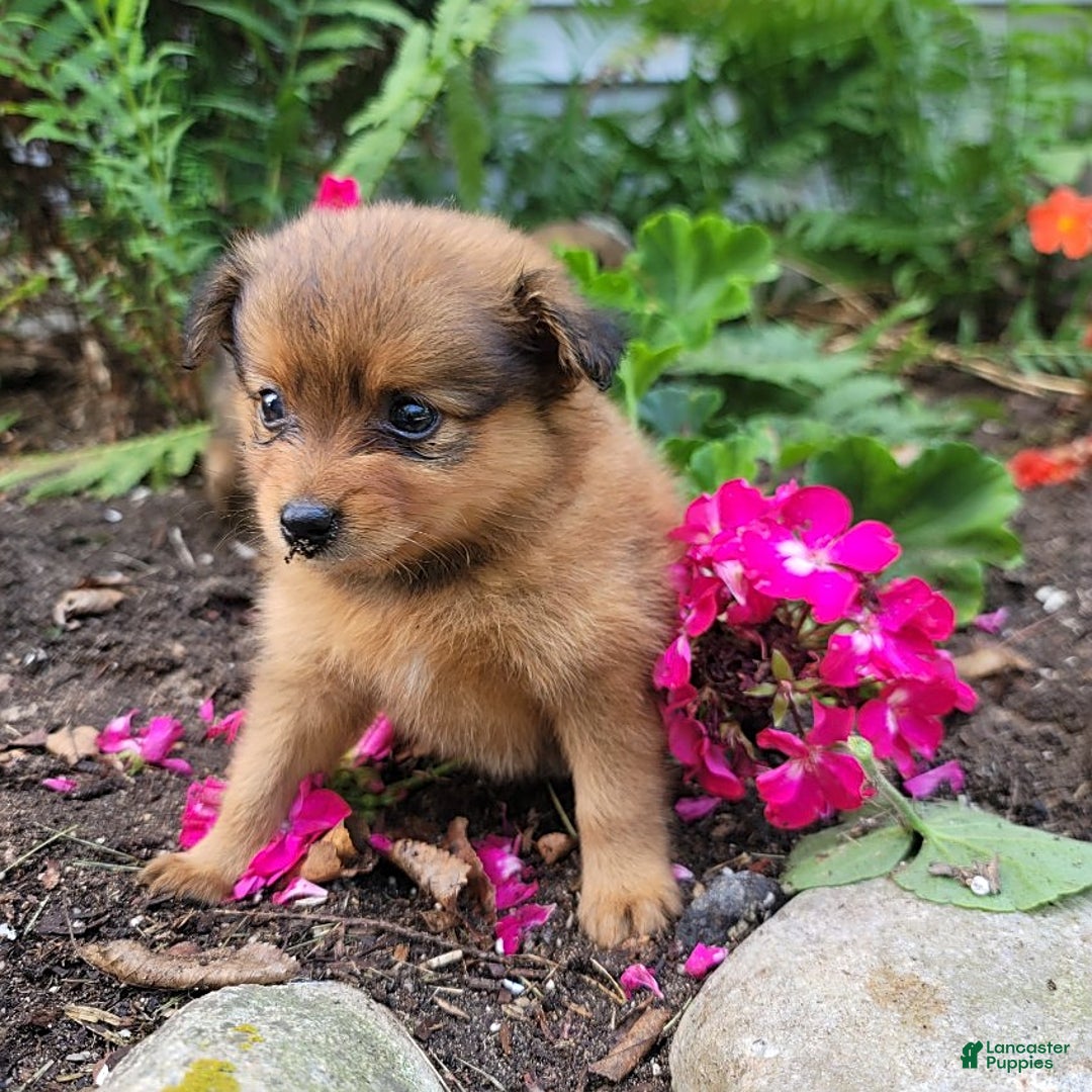 Pomeranian dogs for sale: Chloe - Image 3