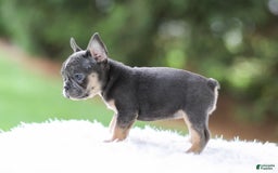 French Bulldog dogs for sale: Wendy - Image 5