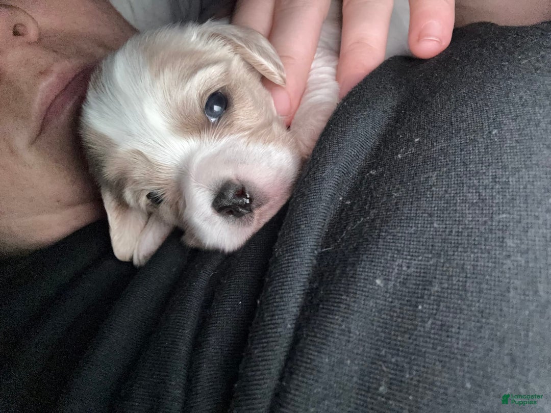 Cavapoo dogs for sale: Buttercup - Image 2