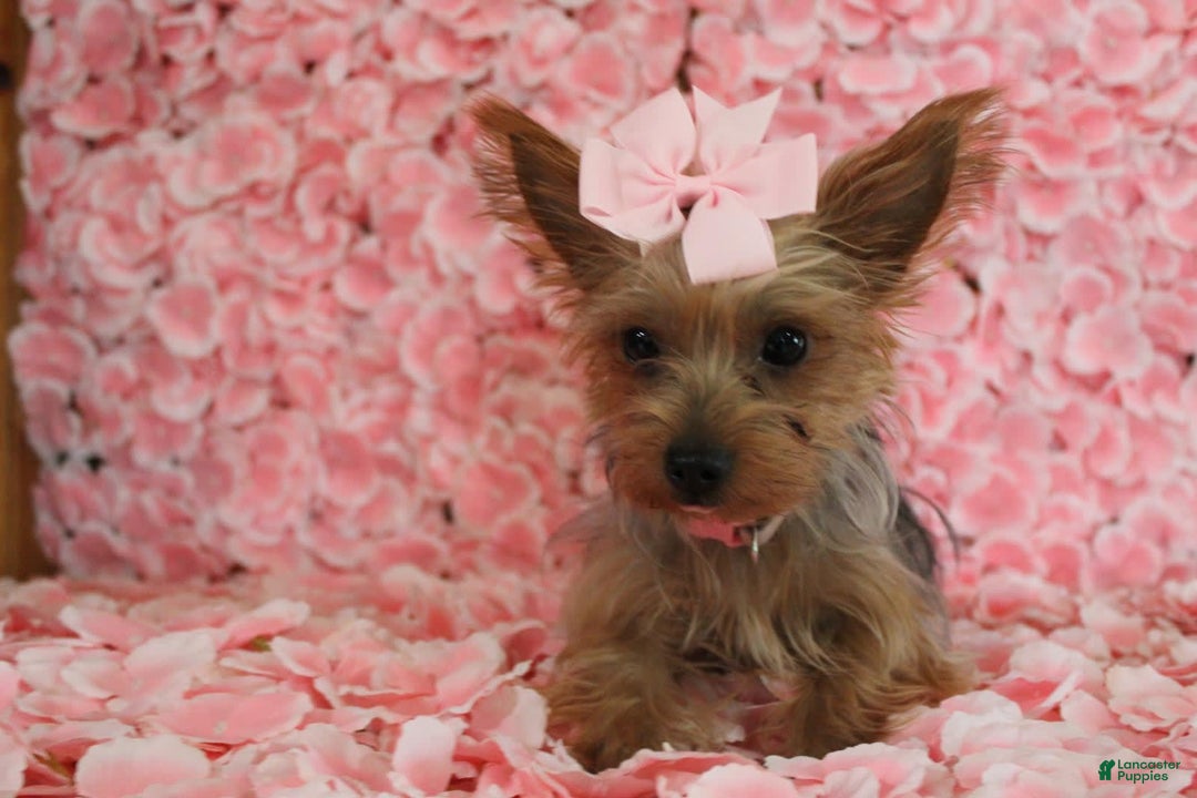 Yorkshire Terrier dogs for sale: Butterfly - Image 13