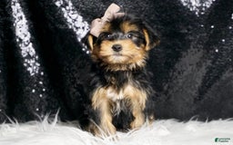 Morkie dogs for sale: Tucket - Image 4