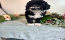 Mini Bernedoodle dogs for sale: Diamond - Image 5