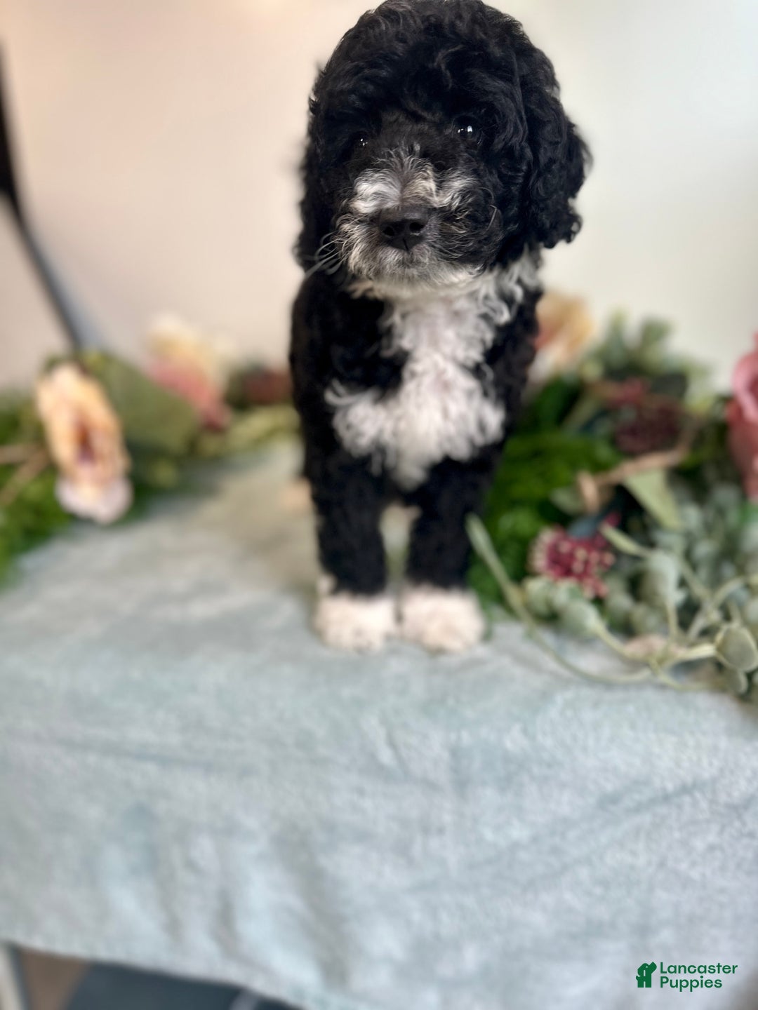 Mini Bernedoodle dogs for sale: Diamond - Image 5