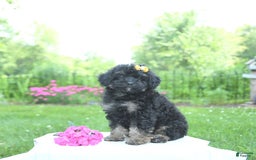Toy Poodle dogs for sale: Twinkle - Image 4