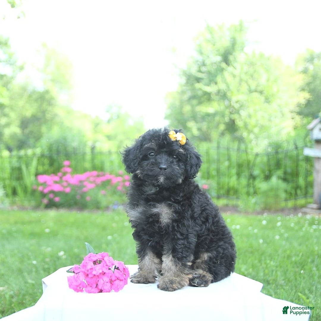 Toy Poodle dogs for sale: Twinkle - Image 4