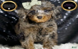 Miniature Poodle dogs for sale: Ziggy - Image 1