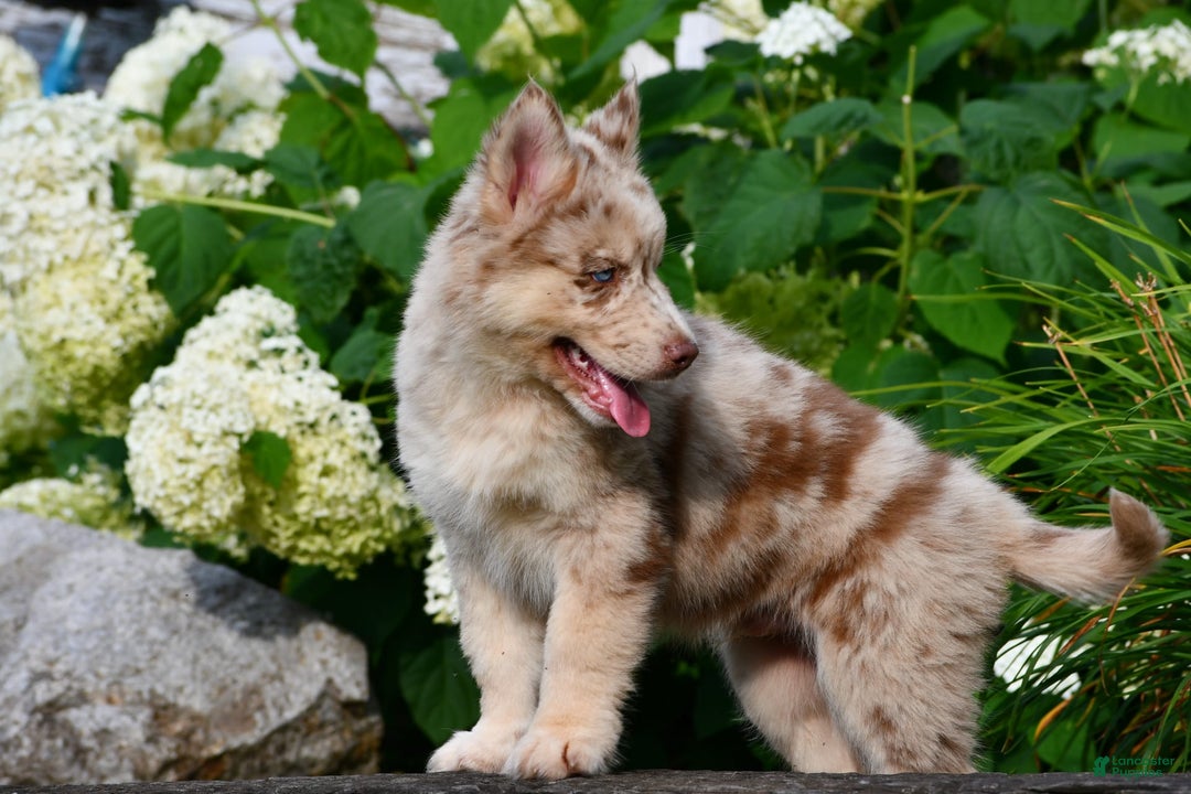 Gerberian Shepsky dogs for sale: Max - Image 10