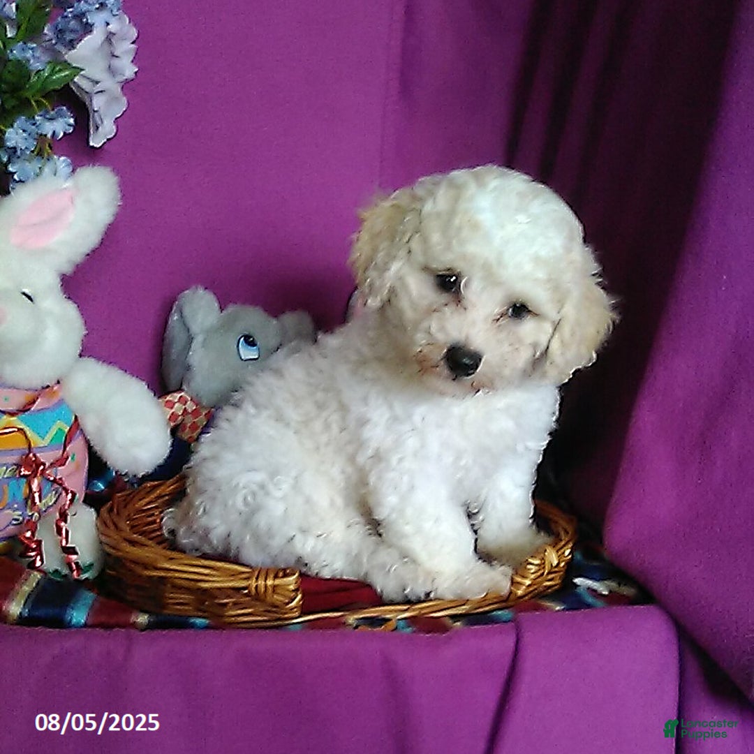 Toy Poodle dogs for sale: Cody - Image 1