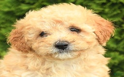 Miniature Poodle dogs for sale: Carla - Image 5