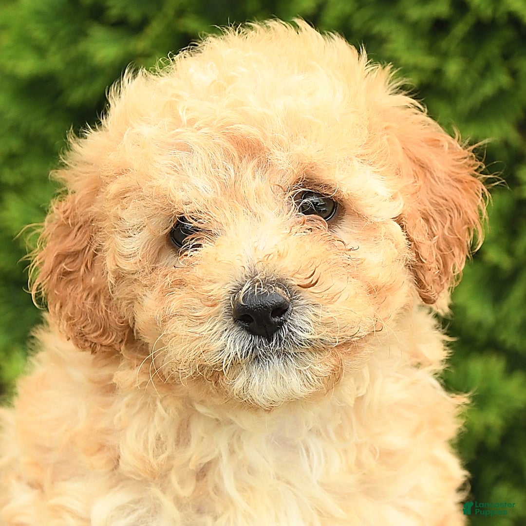 Miniature Poodle dogs for sale: Carla - Image 5