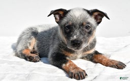 Australian Cattle Dog dogs for sale: Blue Boy - Image 1