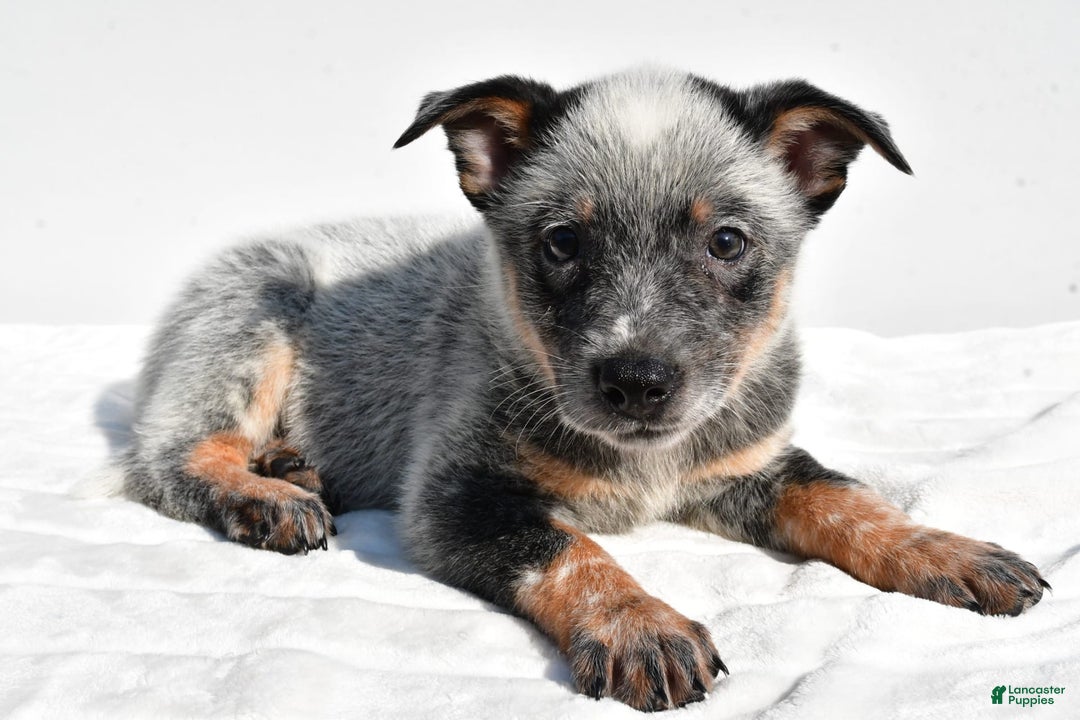 Australian Cattle Dog dogs for sale: Blue Boy - Image 1
