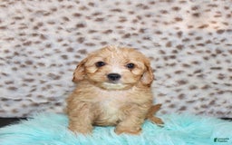 Cavapoo dogs for sale: Cavapoo 7 puppies - Image 7