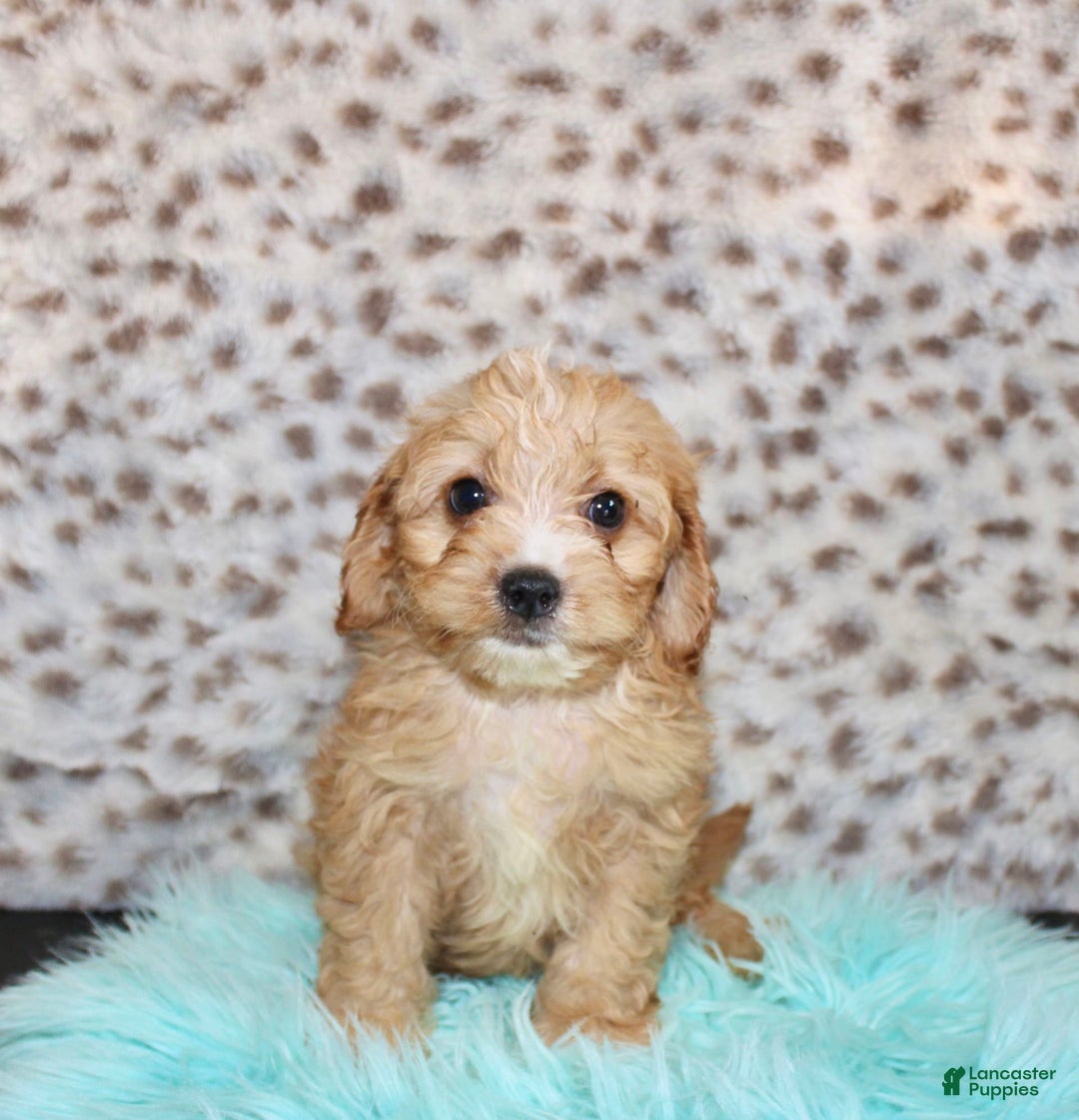 Cavapoo dogs for sale: Cavapoo 7 puppies - Image 7