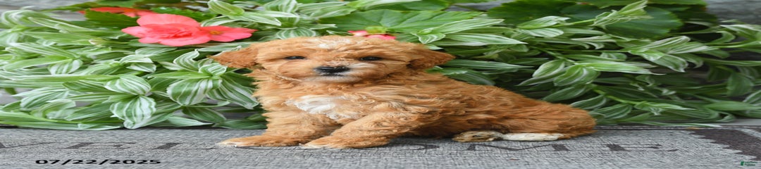 Monty