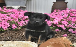 German Shepherd dogs for sale: Jazzy - Image 3