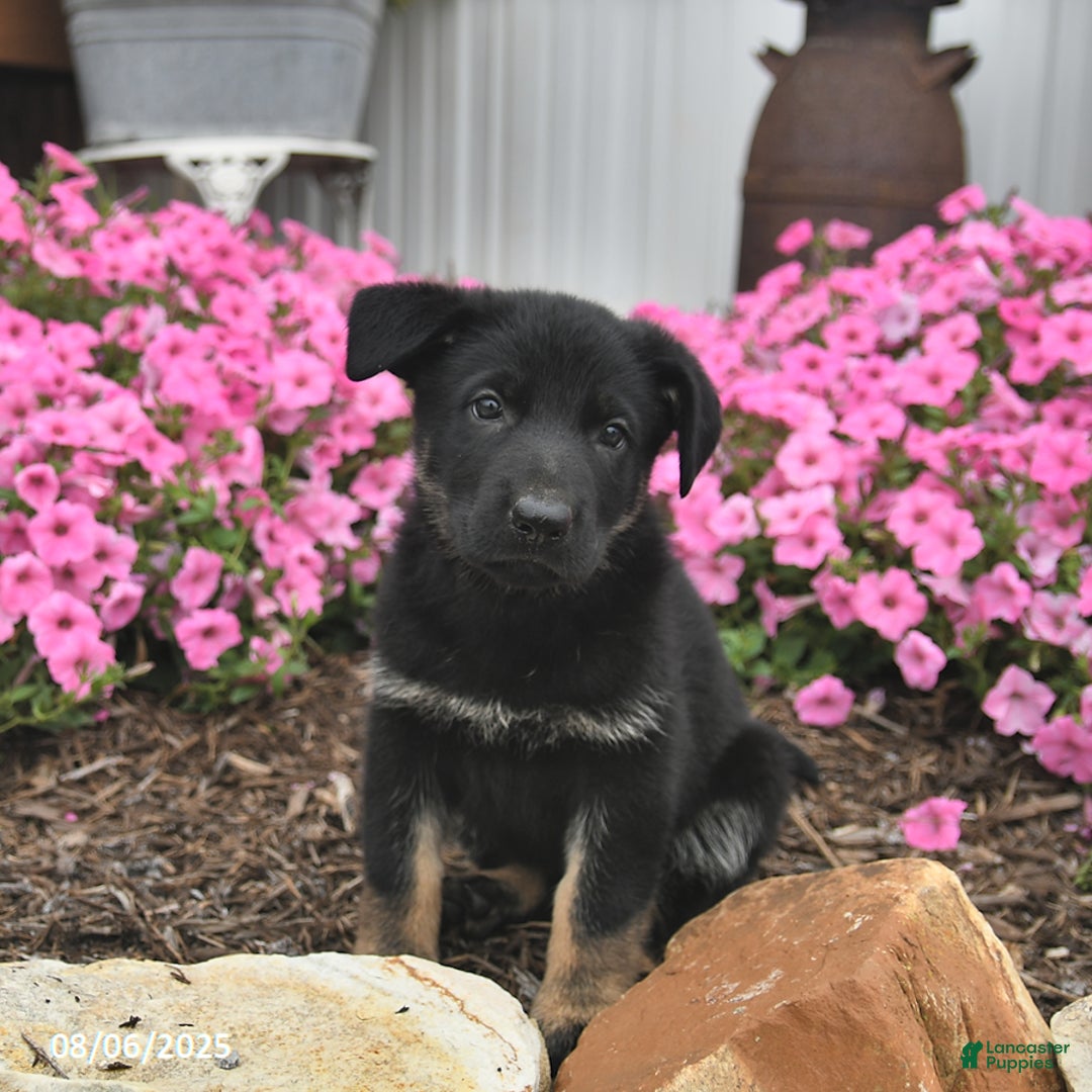 German Shepherd dogs for sale: Jazzy - Image 3