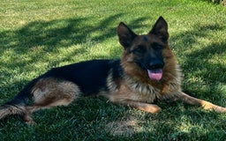 German Shepherd dogs for sale: Sadie - Image 4