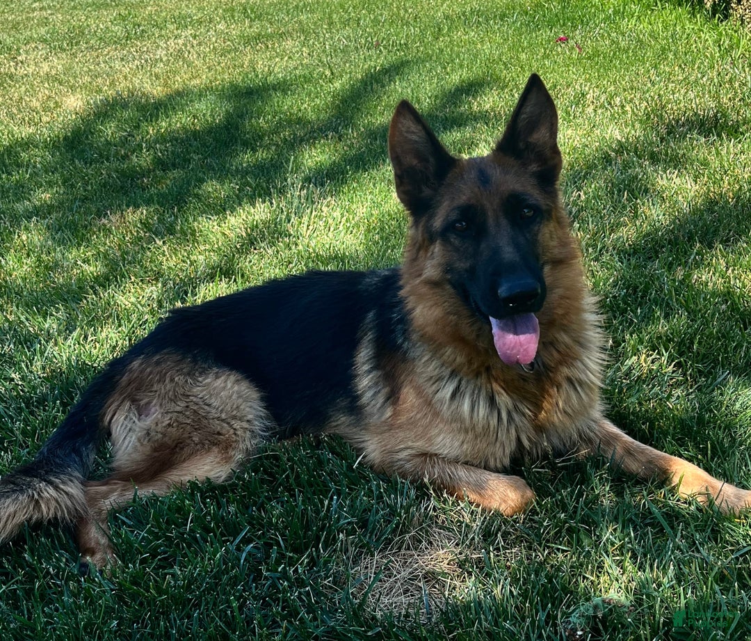 German Shepherd dogs for sale: Sadie - Image 4
