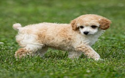 Toy Poodle dogs for sale: Ollie - Image 4