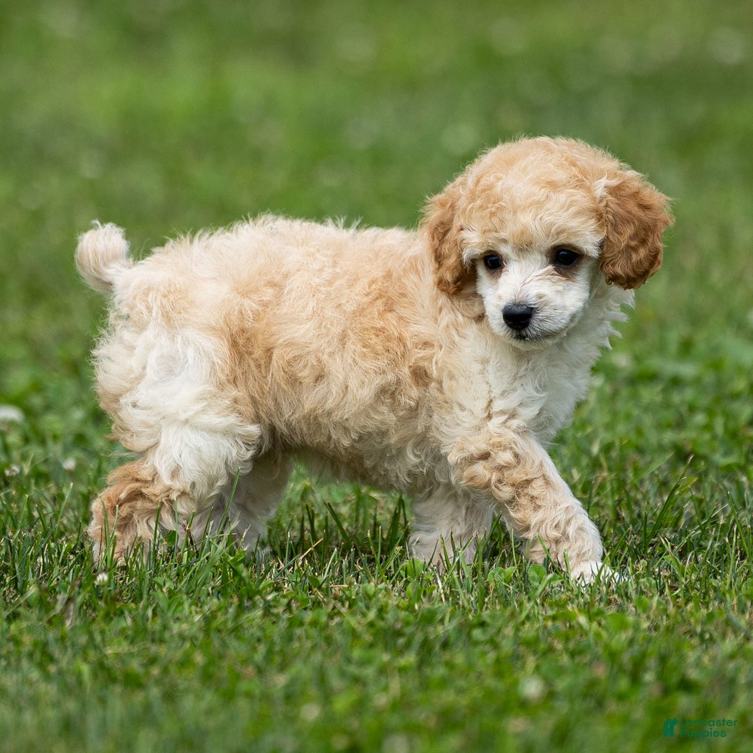 Toy Poodle dogs for sale: Ollie - Image 4