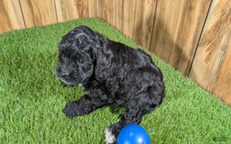 Cavapoo dogs for sale: Missy Boy 1 - Image 5
