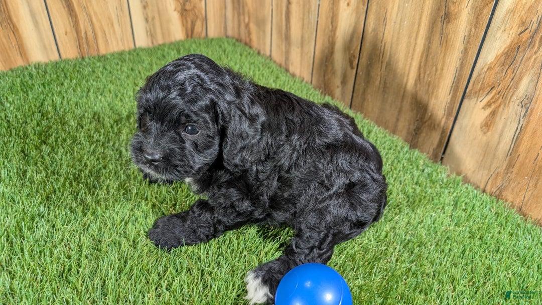 Cavapoo dogs for sale: Missy Boy 1 - Image 5