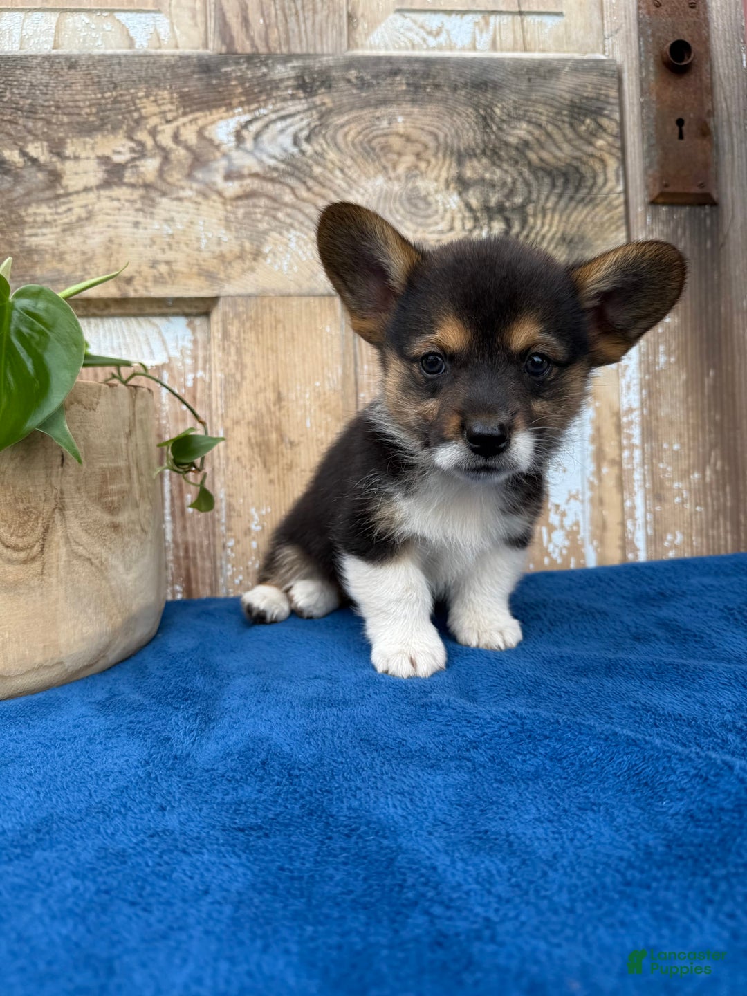 Welsh Corgi Pembroke dogs for sale: Chester - Image 4