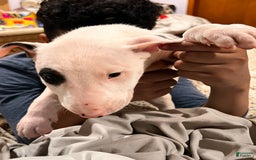 Bull Terrier dogs for sale: Target - Image 8