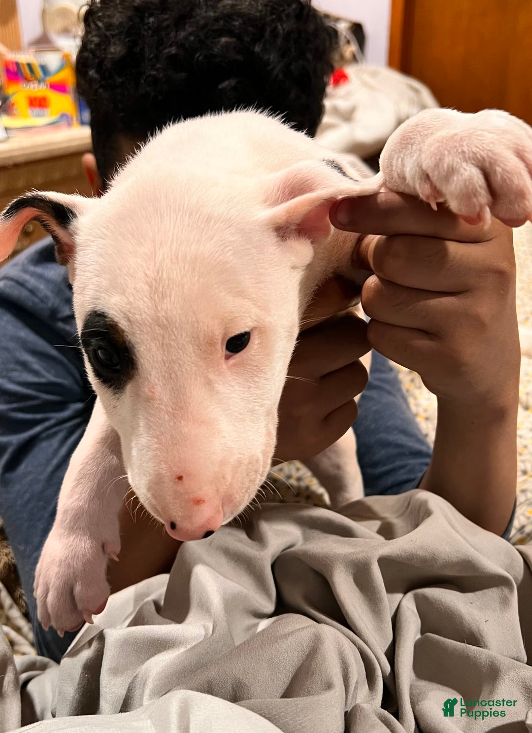 Bull Terrier dogs for sale: Target - Image 8