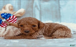 Mini Goldendoodle dogs for sale: Minnie Mini F1b - Image 2