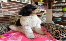 Bernedoodle dogs for sale: Merle Girl A - Image 10