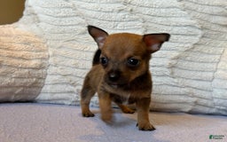 Chihuahua dogs for sale: Captain - Image 3
