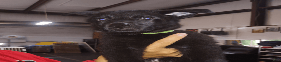 Green Collar Male