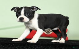 Boston Terrier dogs for sale: Ivy - Image 8