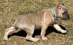Cane Corso dogs for sale: Georgia - Image 22