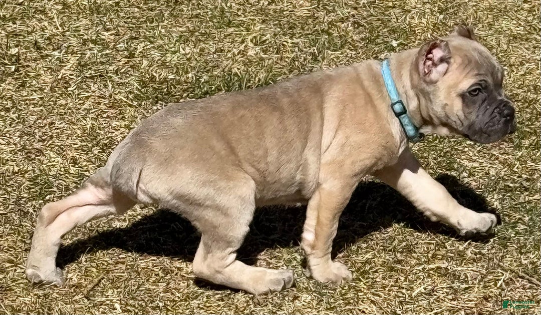 Cane Corso dogs for sale: Georgia - Image 22