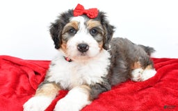 Mini Bernedoodle dogs for sale: Mini Bernedoodle 5 puppies - Image 1