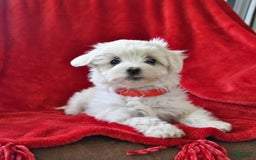 Maltese dogs for sale: Stardust - Image 14