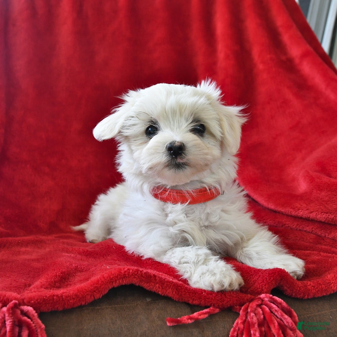 Maltese dogs for sale: Stardust - Image 14