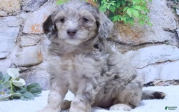 Mini Goldendoodle dogs for sale: Haven F1b - Image 5