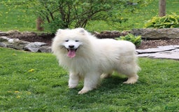 Samoyed dogs for sale: Daffodil - Image 11