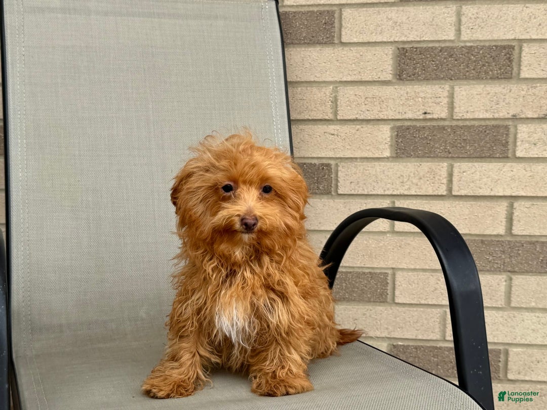 Maltipoo dogs for sale: Kristie - Image 8