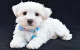 Maltese dogs for sale: Ashton - Image 6