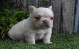 French Bulldog dogs for sale: Fox - Image 2