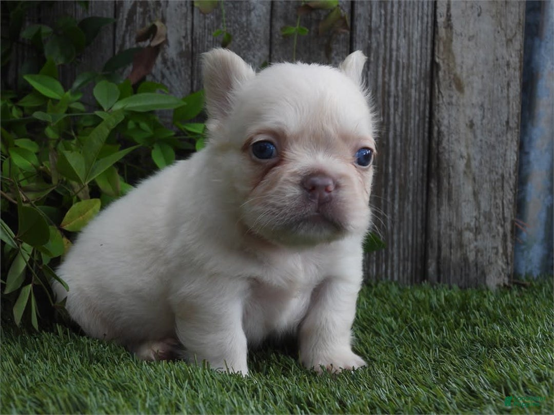 French Bulldog dogs for sale: Fox - Image 2