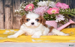 Cavalier King Charles Spaniel dogs for sale: Jordan - Image 8